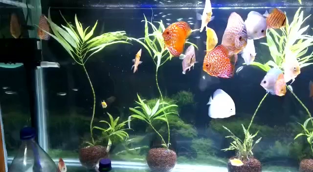 Donor Aquarists store photo 10